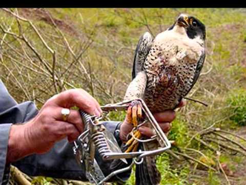 Pinjare Ke Panchhi Re